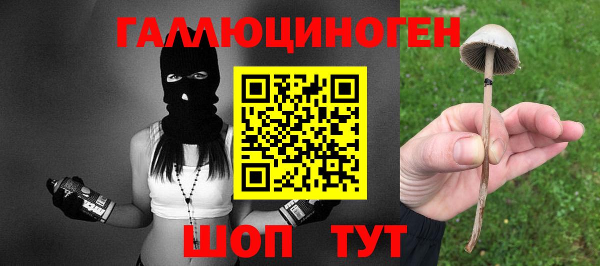 Псилоцибиновые грибы Psilocybine cubensis  Красноярск  Галлюциногенные грибы мицелий 